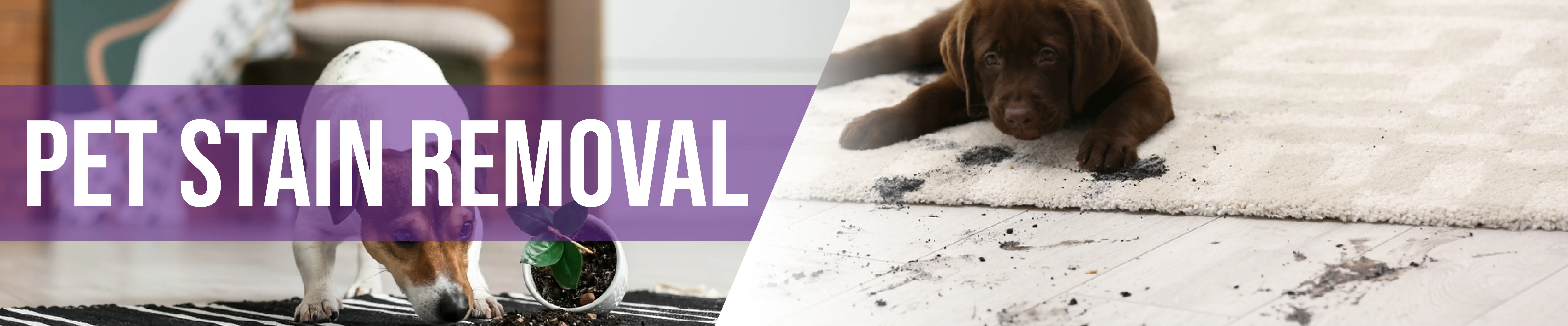 carpet cleaning in the Bronx, carpet cleaning in the Bronx, carpet cleaning the Bronx, carpet cleaners in the Bronx, carpet cleaners in the Bronx, commercial carpet cleaning, commercial carpet cleaning in the Bronx, the Bronx rug cleaners, rug cleaning services in the Bronx, same day carpet cleaning, same day rug cleaning