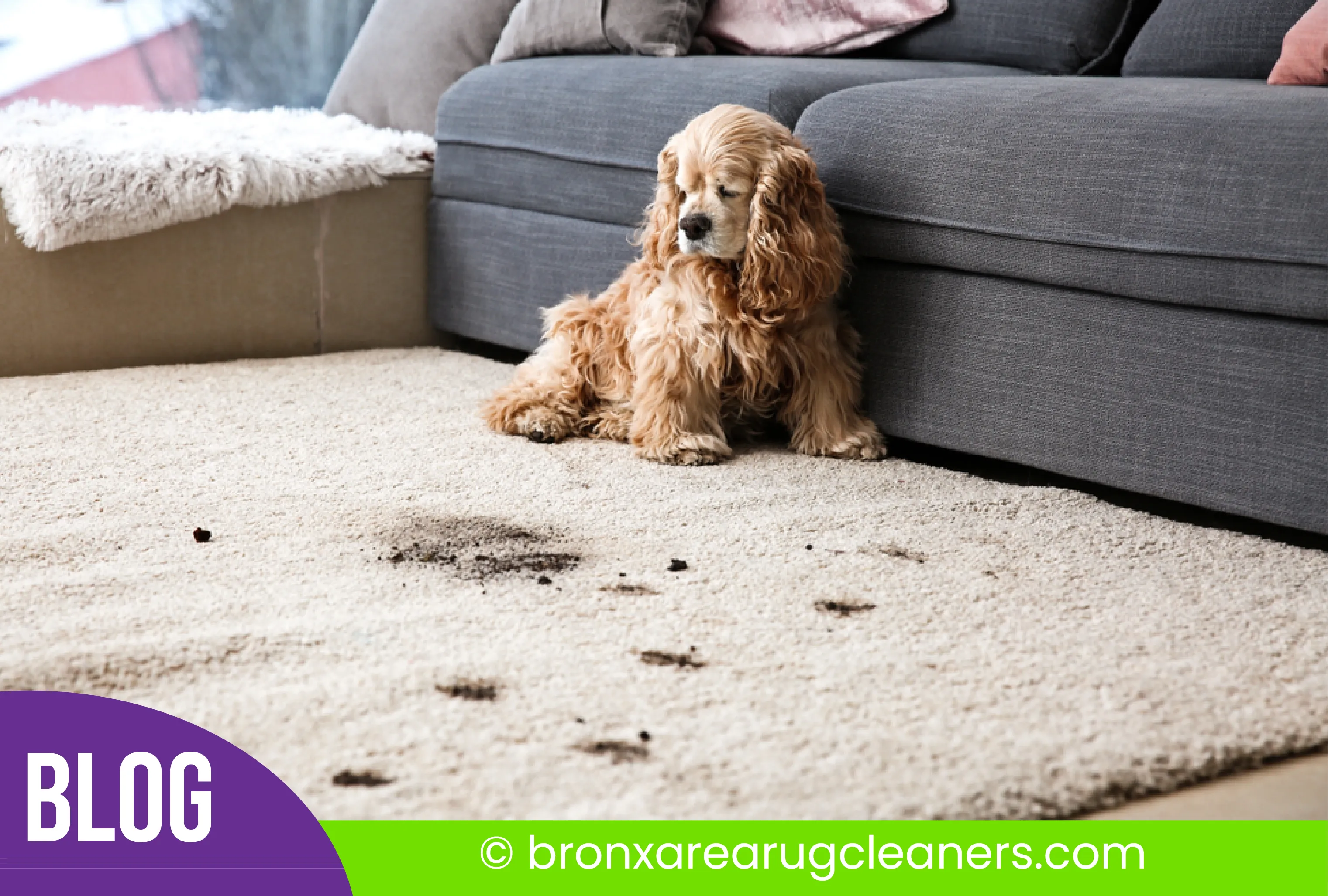 carpet cleaning in the Bronx, carpet cleaning in the Bronx, carpet cleaning the Bronx, carpet cleaners in the Bronx, carpet cleaners in the Bronx, commercial carpet cleaning, commercial carpet cleaning in the Bronx, the Bronx rug cleaners, rug cleaning services in the Bronx, same day carpet cleaning, same day rug cleaning