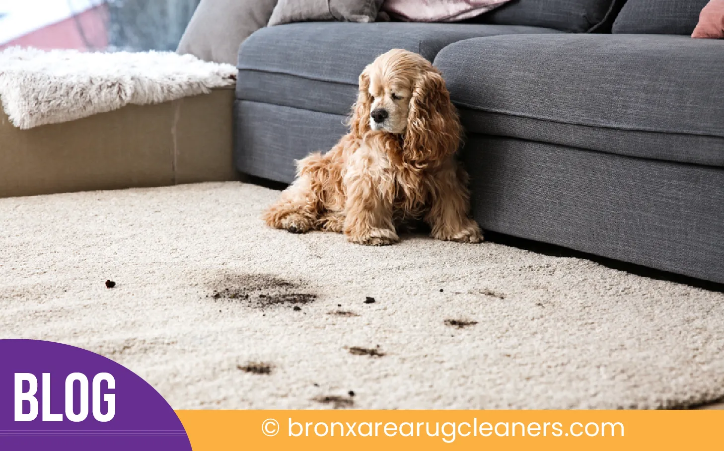 carpet cleaning in the Bronx, carpet cleaning in the Bronx, carpet cleaning the Bronx, carpet cleaners in the Bronx, carpet cleaners in the Bronx, commercial carpet cleaning, commercial carpet cleaning in the Bronx, the Bronx rug cleaners, rug cleaning services in the Bronx, same day carpet cleaning, same day rug cleaning